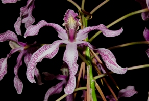 Laelia Wellesley RB Lavender Spider HCC/AOS 78 pts.
